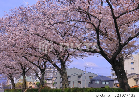 天神川散歩道（兵庫県尼崎市）満開の桜 123977435