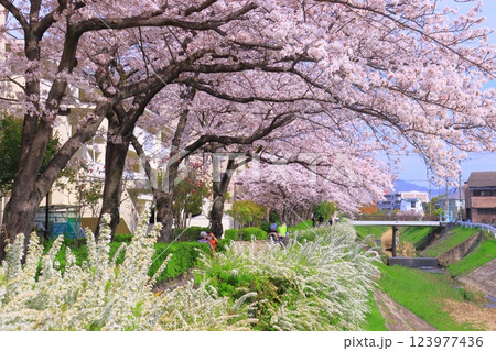 天王寺川散歩道（兵庫県尼崎市）満開の桜 123977436