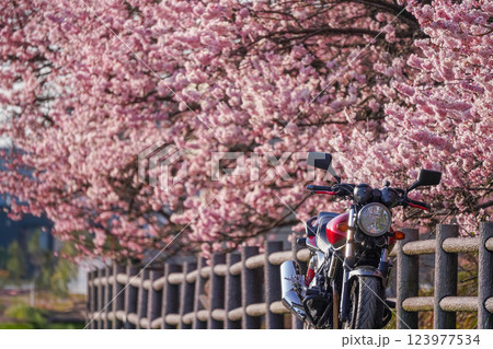 満開の桜とバイク旅:春の足柄ツーリングスポット 満開の桜とバイク旅:春の足柄ツーリングスポット 123977534