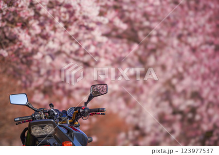 満開の桜とバイク旅：春の足柄ツーリングスポット 123977537
