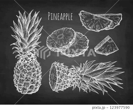 Pineapple chalk sketches 123977590