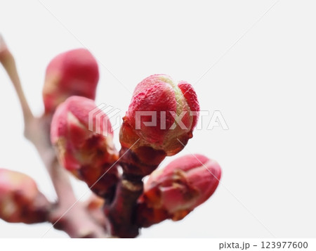 春を待つ紅梅の蕾 春を待つ紅梅の蕾 123977600