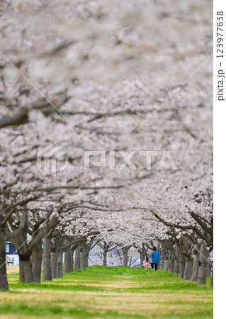 桜のトンネルで花摘みをする女の子とお母さん 桜のトンネルで花摘みをする女の子とお母さん 123977638