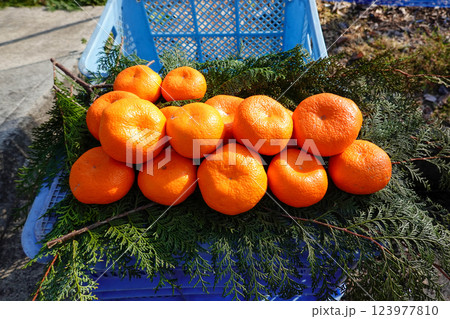 みかん直売の風景：自然の恵みを届ける農家の一日 123977810