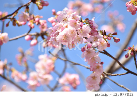 晴れやかに咲くピンクの大漁桜 123977812