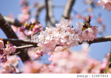 晴れやかに咲くピンクの大漁桜 123977814