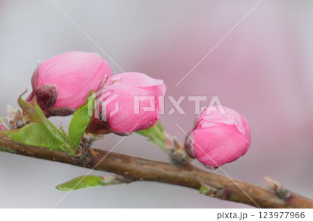 かわいいピンク色の桃の蕾 かわいいピンク色の桃の蕾 123977966