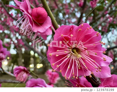 ピンク色の梅の花 123978199