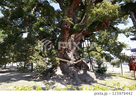 善通寺境内の大グス(香川県・四国遍路) 善通寺境内の大グス(香川県・四国遍路) 123978442