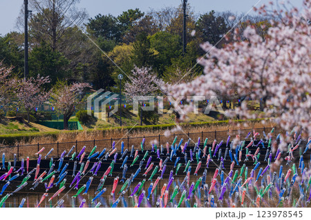 桜と鯉のぼり 群馬県 桜と鯉のぼり 群馬県 123978545