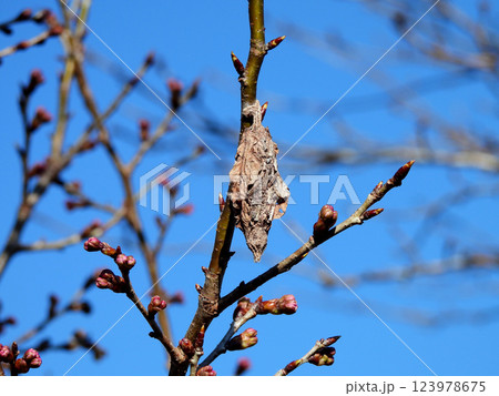 桜の枝にぶら下がるミノムシ 桜の枝にぶら下がるミノムシ 123978675