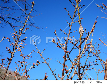 桜の枝にぶら下がるミノムシ 桜の枝にぶら下がるミノムシ 123978679