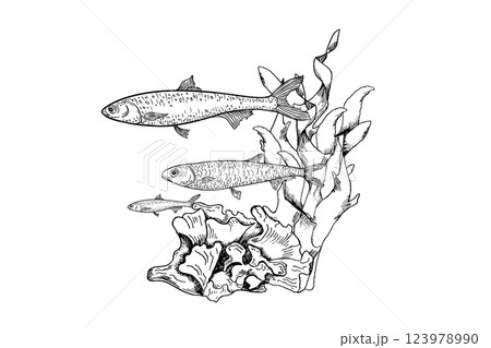 Sardine Fishes with coral and seaweed black white vector illustration. Ocean creatures monochrome hand drawn. Anchovies underwater engraving painted for coloring, DIY, Nautical design, packaging. Sardine Fishes with coral and seaweed black white vector illustration. Ocean creatures monochrome hand drawn. Anchovies underwater engraving painted for coloring, DIY, Nautical design, packaging. 123978990