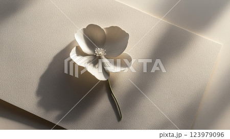 delicate white flower rests on textured paper, bathed in soft natural light 123979096