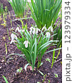 Snowdrop spring white flowers. Fresh Snow drop flower one of spring symbols, spring come. March flowers closeup photography. Snowdrop growing in garden on the ground. 123979334