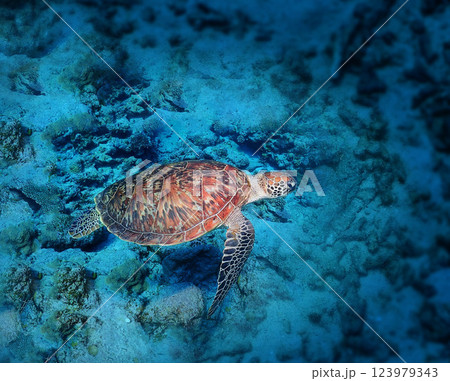 沖縄・慶良間の海中を悠々泳ぐウミガメ 123979343
