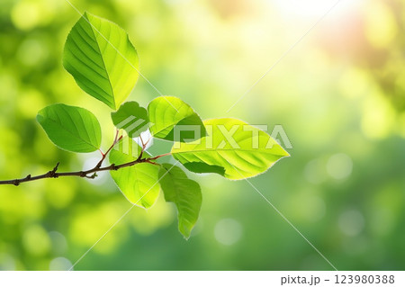 Branch with green leaves in sunlight, bokeh effect. Summer background. Ai generated 123980388