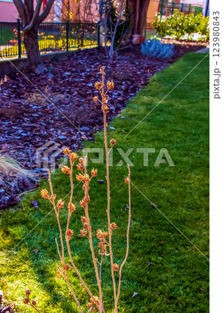 Hibiscus syriacus in early spring in the garden. 123980843