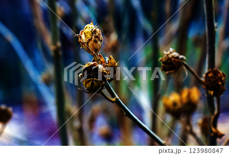 Close-up of Hibiscus syriacus in early spring. A species of flowering plant in Malvaceae family 123980847