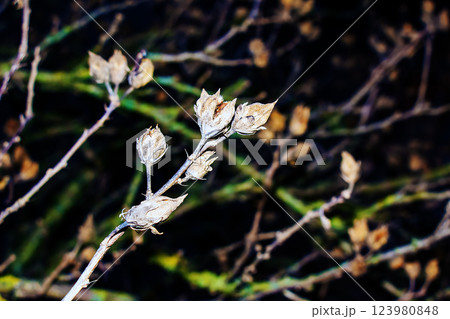 Close-up of Hibiscus syriacus in early spring against a dark background. 123980848