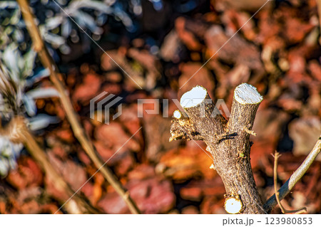 Close-up of pruned branches of Hibiscus syriacus in early spring in a garden. 123980853