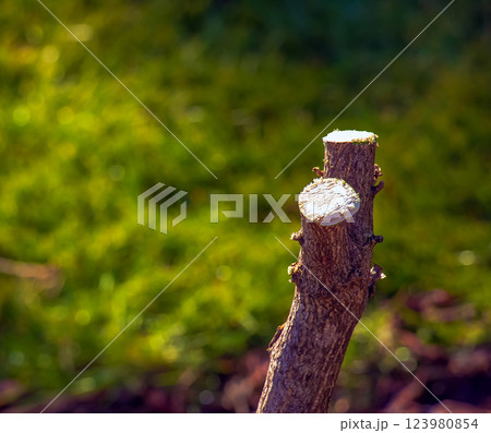 Close-up of cut branches of Hibiscus syriacus in early spring in a garden against a green background. 123980854
