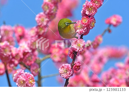 満開の紅梅にメジロさん ( 躍動イメージ )( 小春日和イメージ ) 満開の紅梅にメジロさん ( 躍動イメージ )( 小春日和イメージ ) 123981133