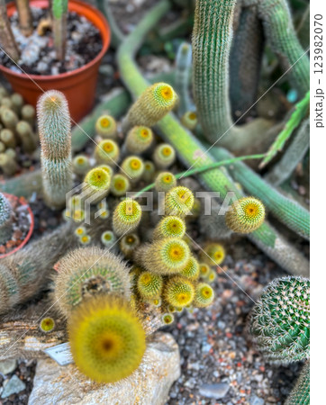 Cactuses in the botanical garden of Lodz, Poland. Beautiful cactuses in the greenhouse. Cactuses in the botanical garden of Lodz, Poland. Beautiful cactuses in the greenhouse. 123982070