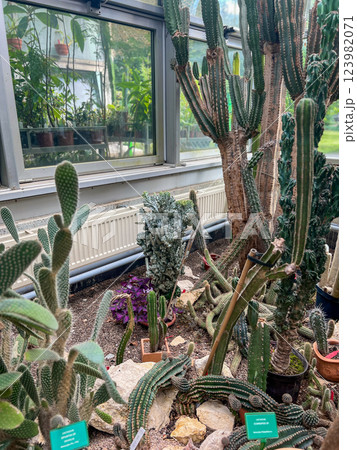 Cactuses in the botanical garden of Lodz, Poland. Beautiful cactuses in the greenhouse. Cactuses in the botanical garden of Lodz, Poland. Beautiful cactuses in the greenhouse. 123982071