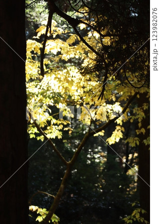 (比叡山 延暦寺もみじ)004 (比叡山 延暦寺もみじ)004 123982076
