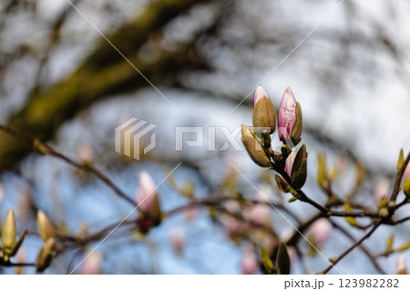Newborn Magnolia Blossoms 123982282