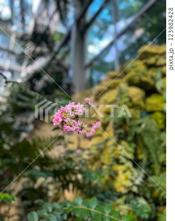 Beautiful pink flowers in the botanic garden of Hong Kong. 123982428