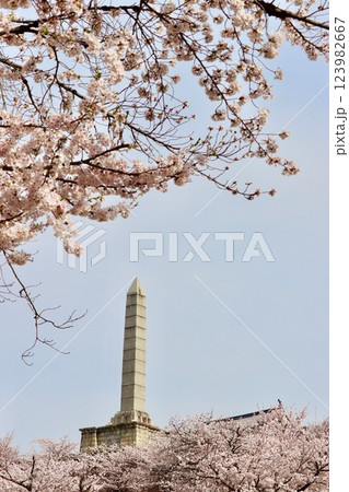 桜満開の時期の甲府舞鶴城公園・2 桜満開の時期の甲府舞鶴城公園・2 123982667