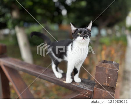 charismatic face cat. High quality photo charismatic face cat. High quality photo 123983031