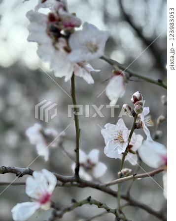 Blossom mountain landscape. Blossoming almond trees. High quality photo 123983053