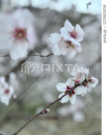 Blossom mountain landscape. Blossoming almond trees. High quality photo Blossom mountain landscape. Blossoming almond trees. High quality photo 123983056