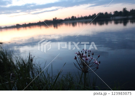 evening landscape sunset over river near shore 123983075
