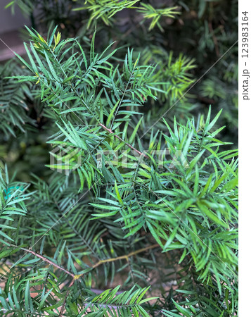 Close up of the green leaves of a coniferous tree. 123983164
