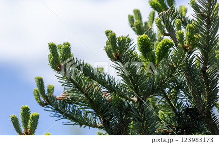 Young shoots of Abies sibirica (or fir, yalitsa, forest doctor) in spring. Macro, selective focus. 123983173