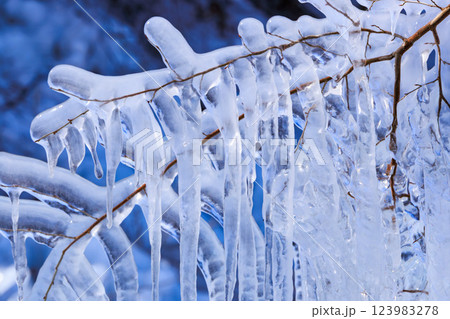 凍った枝とつらら 凍った枝とつらら 123983278