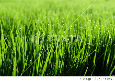 朝露で光る稲穂 123983565