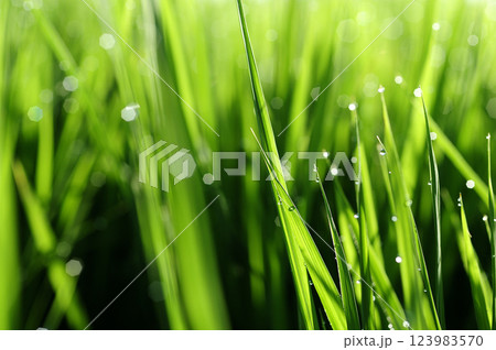 朝露で光る稲穂 123983570