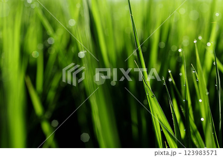朝露で光る稲穂 123983571