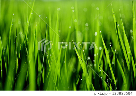 朝露で光る稲穂 123983594