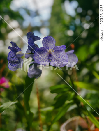 Purple orchid in the garden on a sunny day in park  123984288