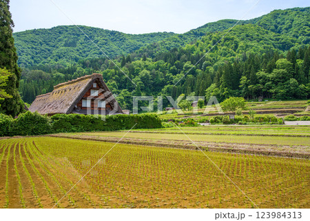 初夏の白川村・田植え直後の水田と合掌集落 123984313
