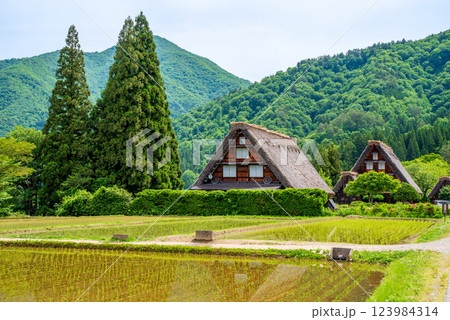 初夏の白川村・田植え直後の水田と三連合掌 初夏の白川村・田植え直後の水田と三連合掌 123984314