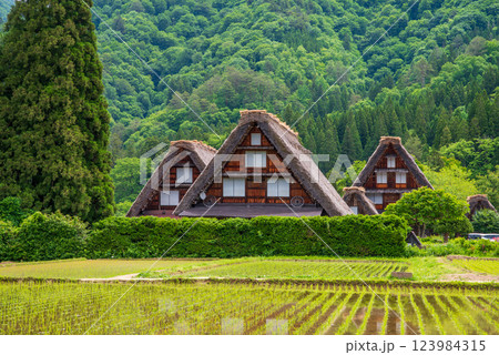 初夏の白川村・田植え直後の水田と三連合掌 初夏の白川村・田植え直後の水田と三連合掌 123984315