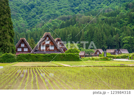 初夏の白川村・田植え直後の水田と三連合掌 初夏の白川村・田植え直後の水田と三連合掌 123984318