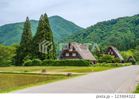 初夏の白川村・田植え直後の水田と三連合掌 123984322